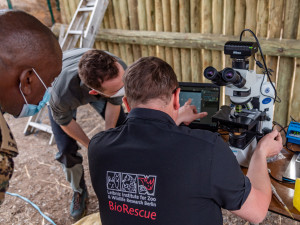 Vědci z východočeské zoo vytvořili další čtyři embrya ohrožených nosorožců. Celkem jich mají devět