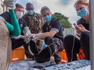 Vědci z východočeské zoo vytvořili další čtyři embrya ohrožených nosorožců. Celkem jich mají devět