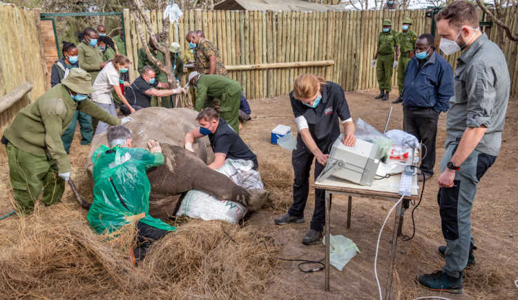 Vědci z východočeské zoo vytvořili další čtyři embrya ohrožených nosorožců. Celkem jich mají devět