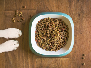 Plná miska granulí po celý den je chyba. Jaké je správné dávkování a jak často krmit psa?