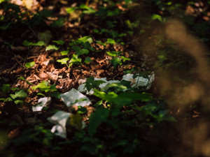 Nejsem prase: Iniciativa vyzývá o víkendu k úklidu. Uklízet se bude i v hradeckých lesích