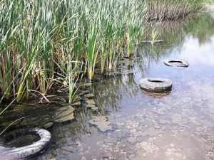 Nejsem prase: Iniciativa vyzývá o víkendu k úklidu. Uklízet se bude i v hradeckých lesích