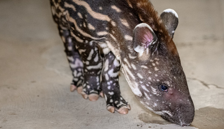 V pražské zoo se letos narodilo již 272 mláďat. Před týdnem přišel na svět malý tapír