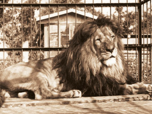 Safari Park ve Dvoře Králové dnes slaví 75 let. Prohlédněte si dobové fotografie