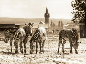 Safari Park ve Dvoře Králové dnes slaví 75 let. Prohlédněte si dobové fotografie