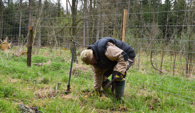 Městské lesy zalesňují plochy po těžbě dřeva, zasadí 47 tisíc stromků