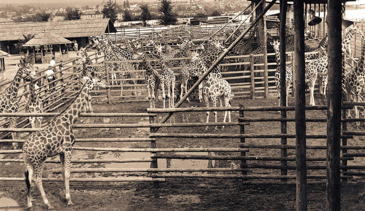 Safari Park ve Dvoře Králové dnes slaví 75 let. Prohlédněte si dobové fotografie