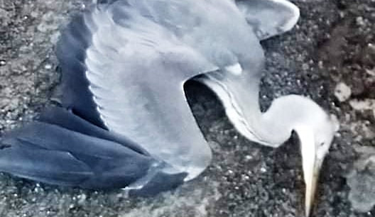 V Krkonoších řádil pytlák. Postřelil chráněného čápa a usmrtil volavku