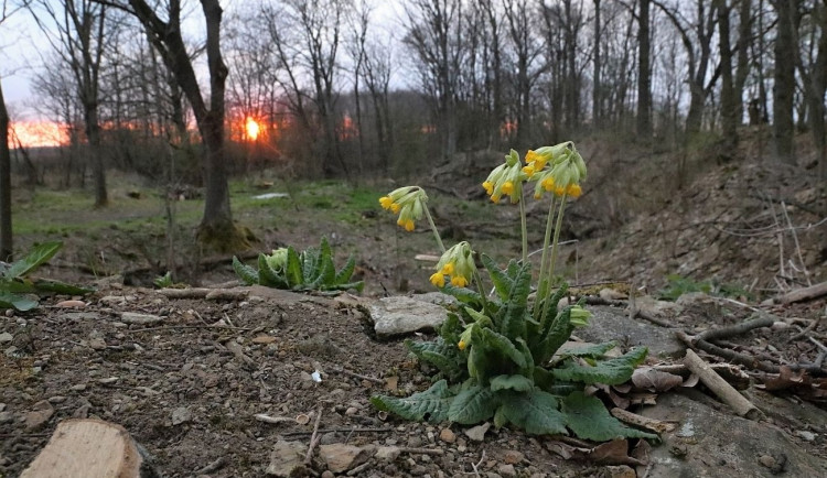 Zbytka JARO Jaroměř