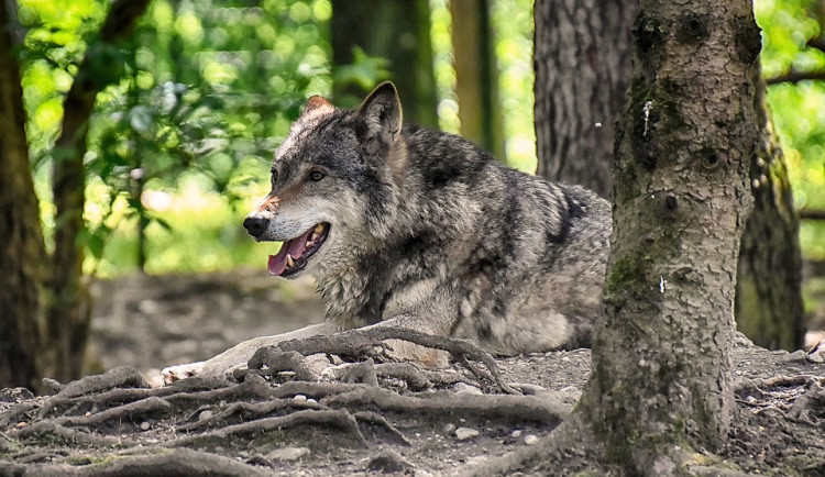 Na Broumovsku proběhlo celoplošné mapování vlků. Oficiálně potvrzeno jich bylo 10