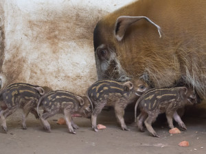 V Safari Parku se narodila čtyřčata štětkounů