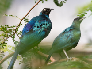V Safari Parku se narodila čtyřčata štětkounů