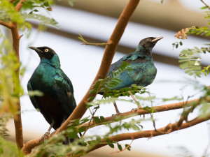 V Safari Parku se narodila čtyřčata štětkounů