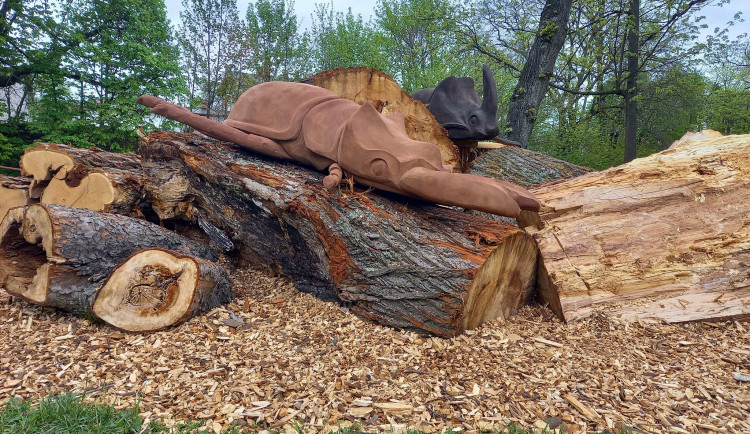 Trutnov má unikátní broukoviště. Radnice využila pokácené stromy z okolí