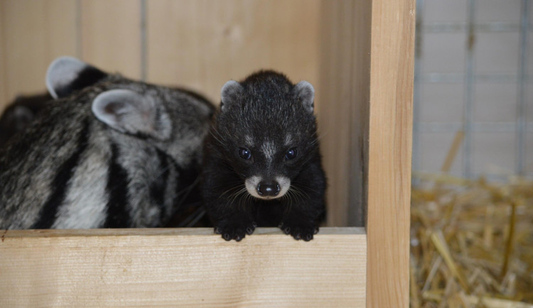 Safari Parku se podařilo rozmnožit cibetky africké. Žádná jiná zahrada v republice neuspěla