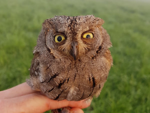 Do Českého ráje se zatoulal výreček malý až z Afriky. Ochranáři to připisují změnám klimatu