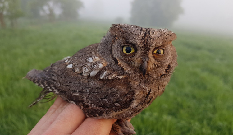Do Českého ráje se zatoulal výreček malý až z Afriky. Ochranáři to připisují změnám klimatu