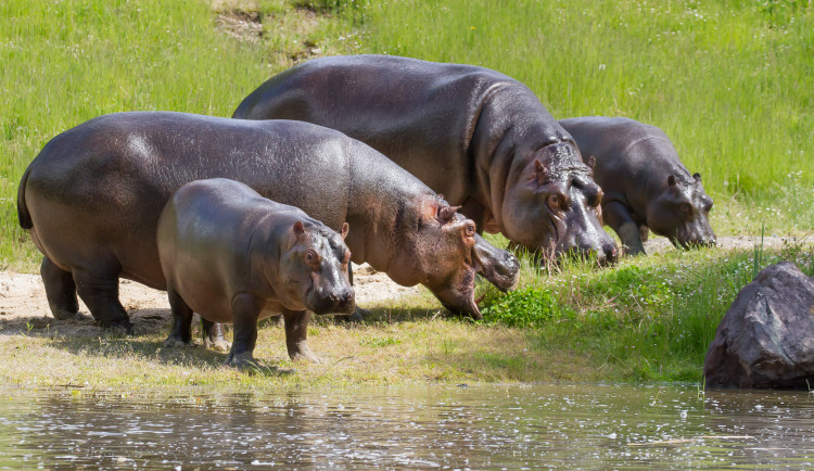 Safari Park ve Dvoře Králové má nové Jezero hrochů. Bydlí v něm nováčci zahrady