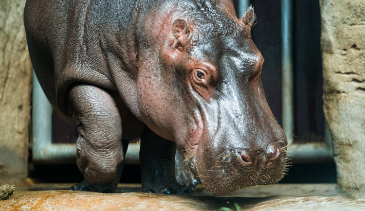 Hroch Fanda z pražské zoo včera odjel do Francie. V Pavilonu hrochů zůstávají Maruška a Tchéco