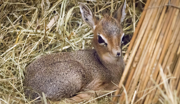 Safari Park má dalšího nováčka. Zahradě se podařilo odchovat antilopu s chobůtkem