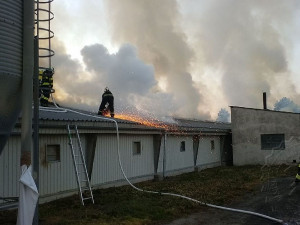 U Holic hořela drůbežárna plná kuřat, pomáhali i hasiči z Rychnova