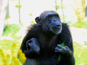 Bonnie a Babeta jsou ve dvorské zoologické zahradě už půl století. Výročí oslaví hostinou