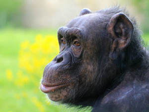 Bonnie a Babeta jsou ve dvorské zoologické zahradě už půl století. Výročí oslaví hostinou