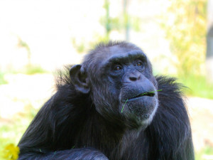 Bonnie a Babeta jsou ve dvorské zoologické zahradě už půl století. Výročí oslaví hostinou