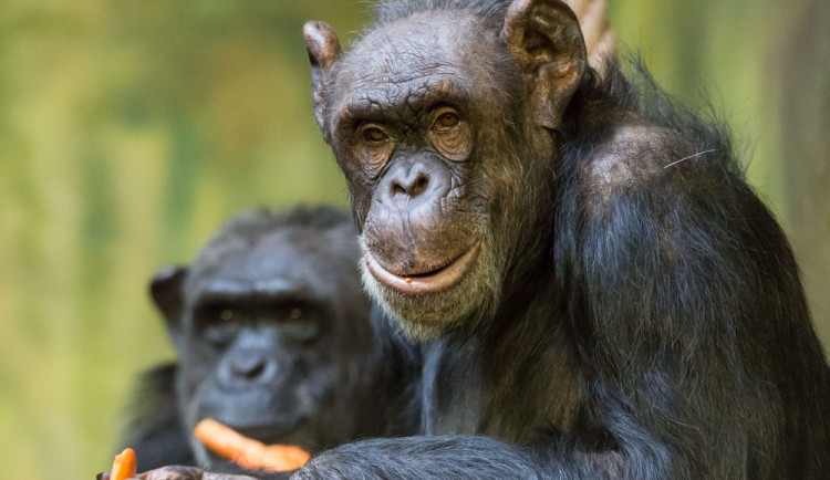 Bonnie a Babeta jsou ve dvorské zoologické zahradě už půl století. Výročí oslaví hostinou