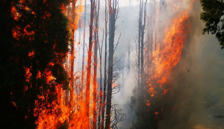Na Vinohradském hřbitově hořely túje. Škoda je sto tisíc korun