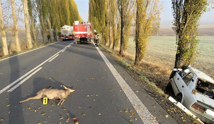 U silnic v hradeckém kraji budou nová zradidla. Ty mají zabránit srážkám aut se zvěří