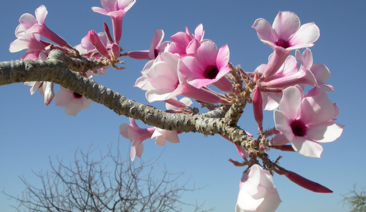 V botanické zahradě jsou v rámci výstavy jedovatých sukulentů k vidění „rostlinní zabijáci“