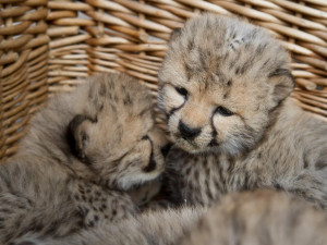 Safari Parku se narodilo pět gepardů. Samice netradičně rodila přímo před zraky návštěvníků