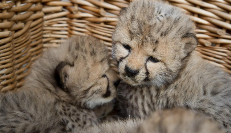 Safari Parku se narodilo pět gepardů. Samice netradičně rodila přímo před zraky návštěvníků