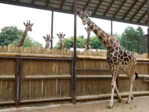 Zoo Dvůr Králové získala z Plzně samce pro obnovu chovu žiraf
