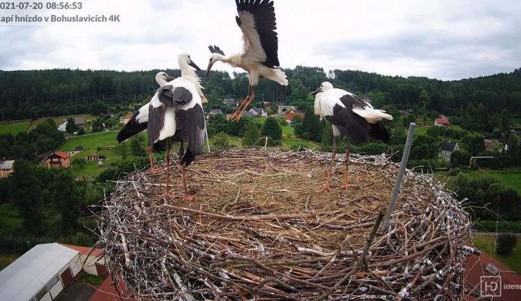 ilustrační foto-čápi v Bohuslavicích