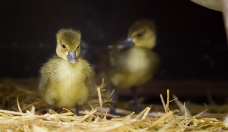 Dvorská zoologická zahrada rozmnožila agresivní pižmovky. Na světě se to nikomu nepovedlo