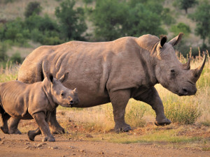Vědci vytvořili další tři embrya ohrožených nosorožců. Celkem jich mají 12
