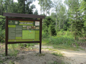 Vysoké pařezy nechávají lesníci stát schválně. Nejsme líní se ohnout, vysvětlují veřejnosti