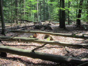 Vysoké pařezy nechávají lesníci stát schválně. Nejsme líní se ohnout, vysvětlují veřejnosti