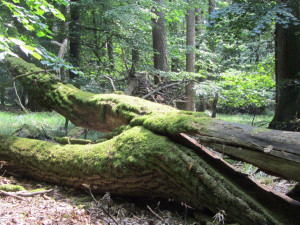 Vysoké pařezy nechávají lesníci stát schválně. Nejsme líní se ohnout, vysvětlují veřejnosti
