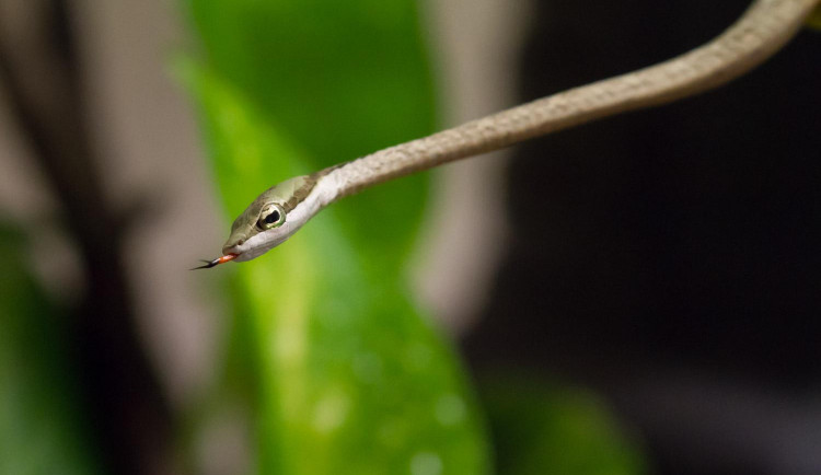 Safari Park má osm tenkých mláďat liánovců. Vyrostou z nich dvoumetrový a jedovatí hadi