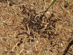 Nikdy neničte mraveniště, apelují odborníci z Městských lesů Hradce Králové