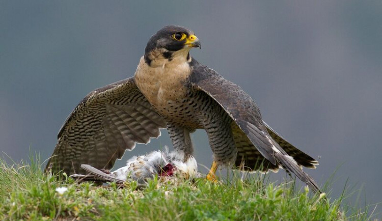 Drony lítají nad Troskami téměř denně. Právě kvůli nim zřejmě letos nevyvedli sokoli mladé
