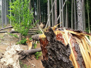 Odklízení poničeného dřeva v Krkonoších komplikuje počasí. Práce potrvají minimálně do zimy