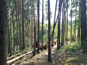 Odklízení poničeného dřeva v Krkonoších komplikuje počasí. Práce potrvají minimálně do zimy