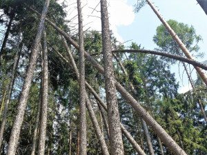 Odklízení poničeného dřeva v Krkonoších komplikuje počasí. Práce potrvají minimálně do zimy