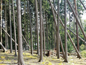 Odklízení poničeného dřeva v Krkonoších komplikuje počasí. Práce potrvají minimálně do zimy