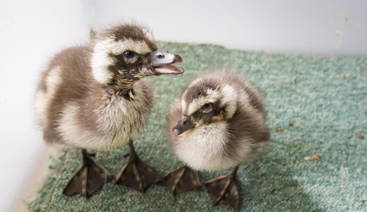 Safari Park Dvůr Králové poprvé ve své historii rozmnožil husice. Chová je už osm let