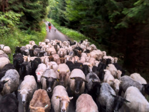 Z ajťáka farmářem. Jeroen Aerts odešel z kanceláře, teď pase ovce v Krkonoších
